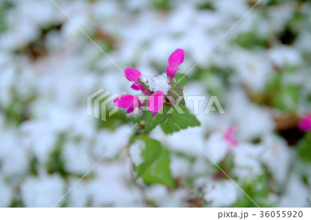雪花（１０） 36055920