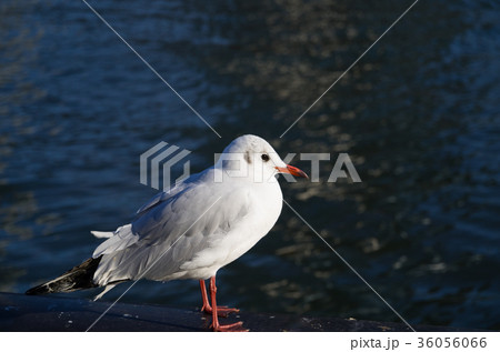 東京 隅田川畔の野鳥 ユリカモメ 暗い川面の背景 東京 隅田川畔の野鳥 ユリカモメ 暗い川面の背景 36056066