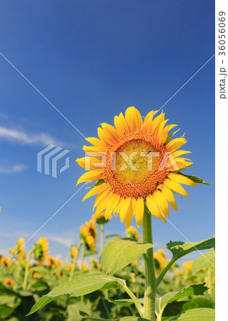 ひまわり -夏の風景- ひまわり -夏の風景- 36056069