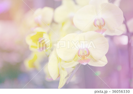 Flower Background 36056330
