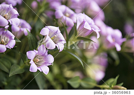 リンドウの花 36056963