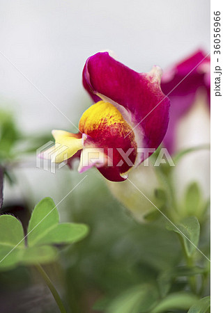 鮮明な色彩のキンギョソウのイメージ写真 鮮明な色彩のキンギョソウのイメージ写真 36056966