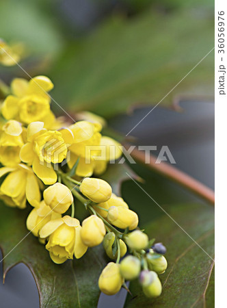 柊南天の花 柊南天の花 36056976