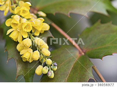 柊南天の花 柊南天の花 36056977
