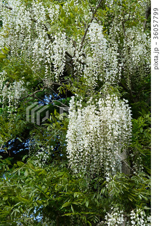 気品溢れるシロフジの花 36057799