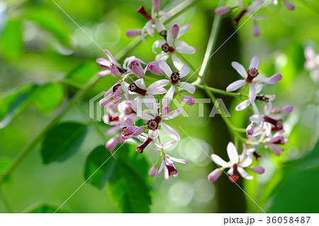 栴檀の花 36058487