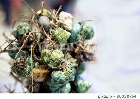 hermit crab exotic pet hermit crab exotic pet 36058764