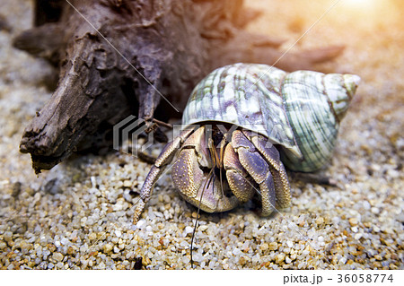 hermit crab exotic pet in aquarium 36058774