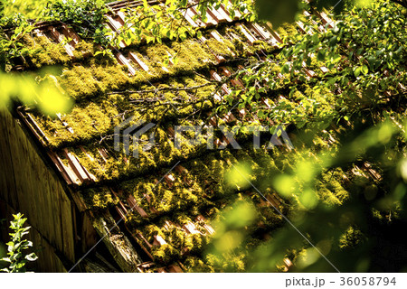 hidden roof of an old cabin behind trees 36058794