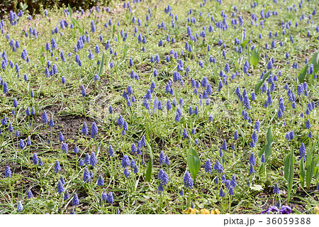 ムスカリ 36059388