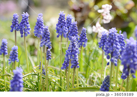 ムスカリ 36059389
