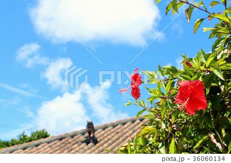 沖縄 竹富島のハイビスカス 沖縄 竹富島のハイビスカス 36060134