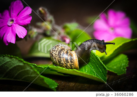 A snail with a house is crawling on a green leaf 36060286