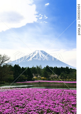 富士山と芝桜 36060464