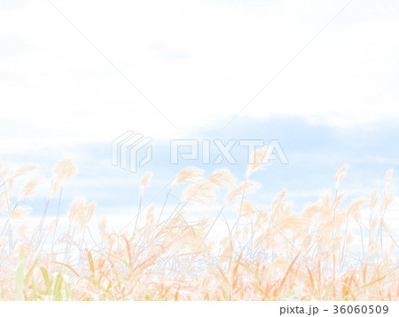 すすき 11月 すすき 11月 36060509