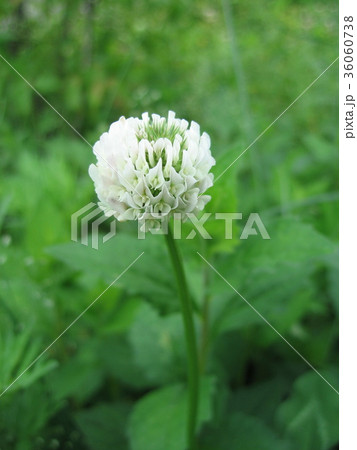 シロツメグサ(クローバー) シロツメグサ(クローバー) 36060738