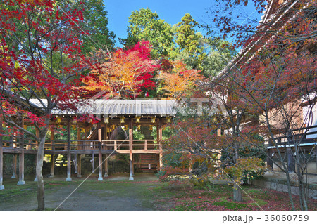 錦秋の光明寺 36060759