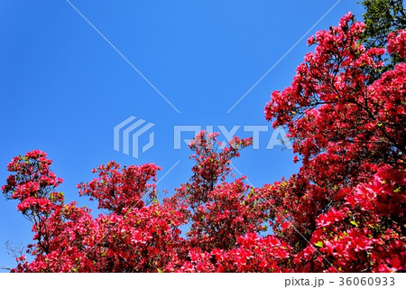 つつじ祭り 36060933