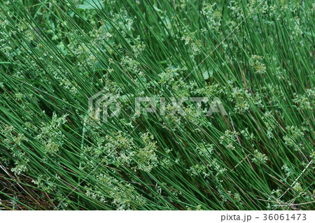 太藺　フトイ　花言葉は「品位」 36061473