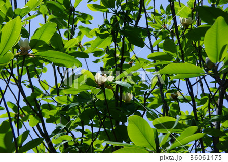 朴の木 ホウノキ 花言葉は「誠意ある友情」 朴の木 ホウノキ 花言葉は「誠意ある友情」 36061475