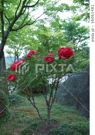 牡丹　花言葉は「恥じらい」 36061481