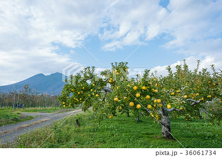 岩木山麓津軽のりんご園 36061734