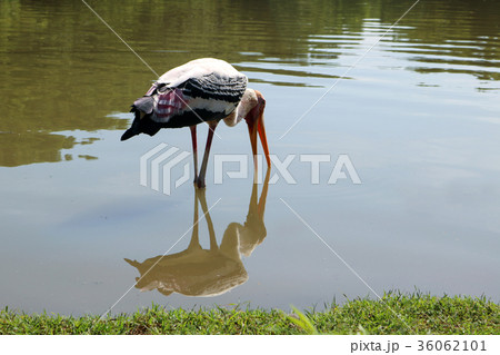 Painted storks feed in shallow wetlands. Painted storks feed in shallow wetlands. 36062101
