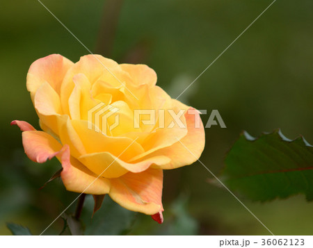 秋バラ 36062123