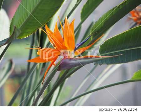 ストレリチア 36062254