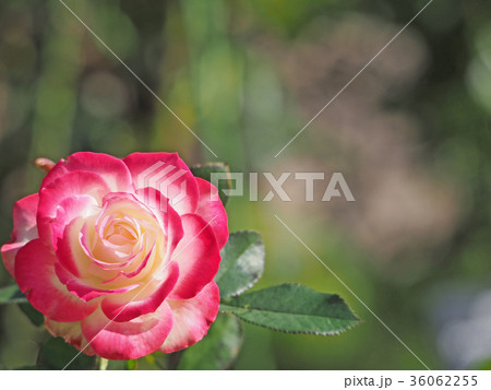 ジュビレ・デュ・プリンス・ドゥ・モナコ 36062255