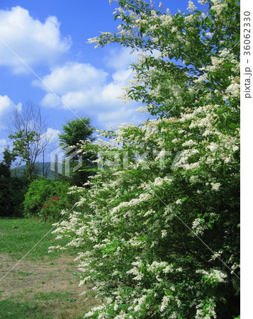 プリペットの花。 プリペットの花。 36062330