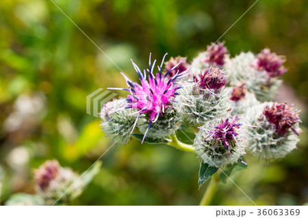 Flowering Great Burdock (Arctium lappa) Flowering Great Burdock (Arctium lappa) 36063369