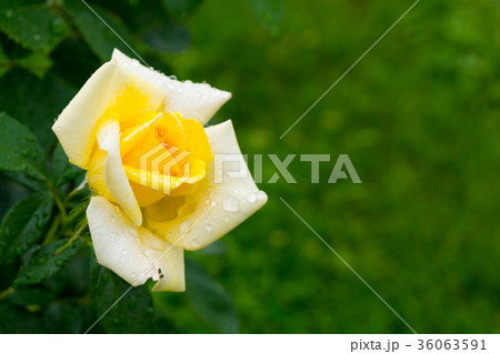Yellow rose with dew drops Yellow rose with dew drops 36063591