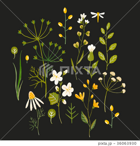 Watercolor floral vector pattern 36063930