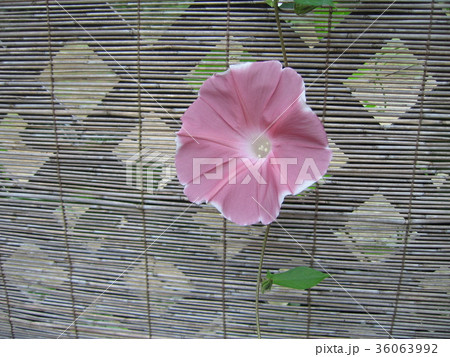 日本の夏を象徴するアサガオ 36063992