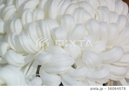 菊 36064078