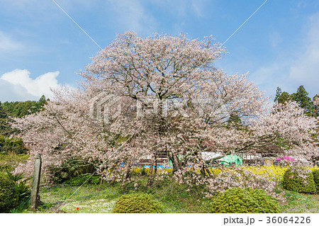 狩宿の下馬桜 駒止の桜 の写真素材