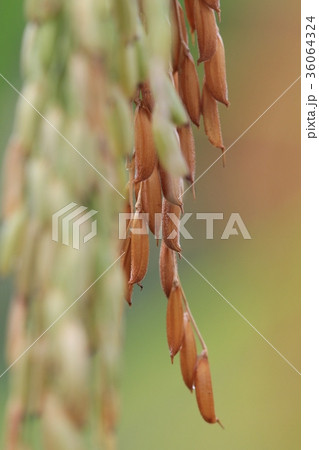 Close up of an ear of rice in a field, Thailand 36064324