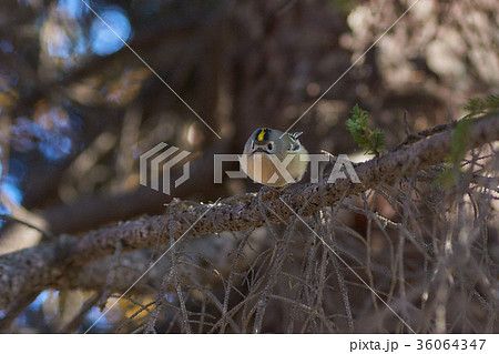 キクイタダキ 36064347