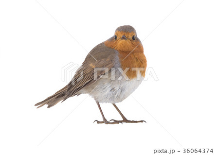 European robin (Erithacus rubecula) 36064374