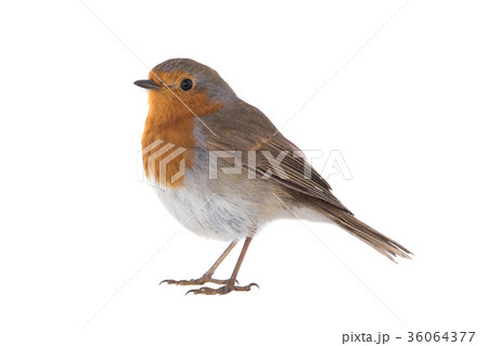 European robin (Erithacus rubecula) European robin (Erithacus rubecula) 36064377