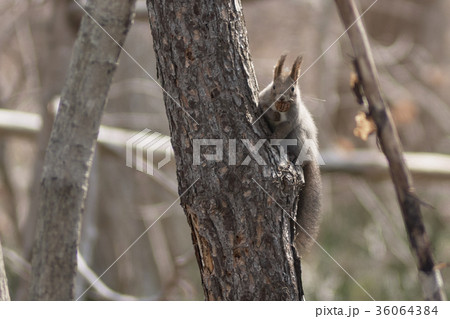 エゾリス 36064384