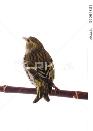female siskin female siskin 36064385