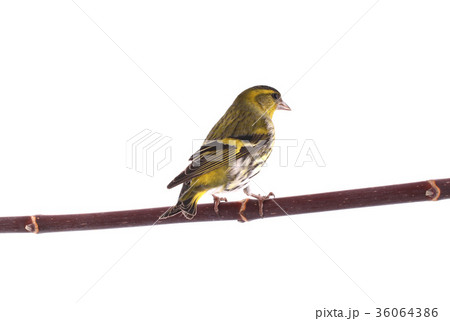 male siskin 36064386