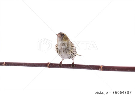 female siskin female siskin 36064387