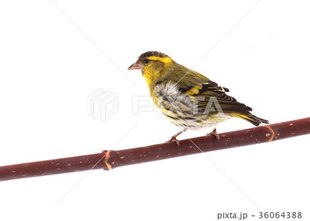 male siskin male siskin 36064388