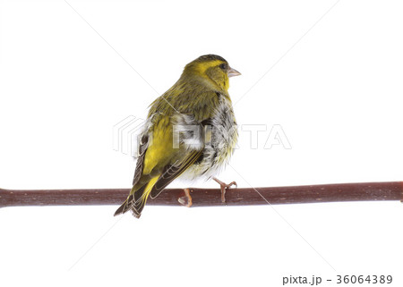male siskin 36064389