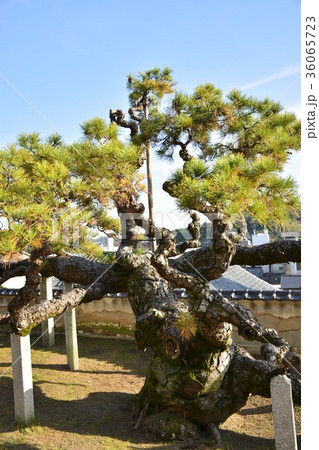 【広島県 尾道市】光明寺の蟠龍の松 【広島県 尾道市】光明寺の蟠龍の松 36065723
