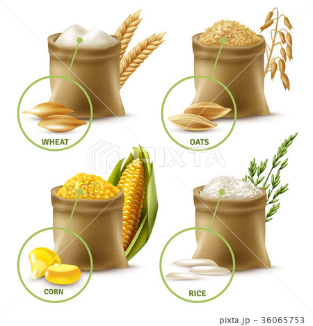 Agricultural Cereals Set 36065753