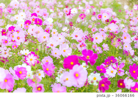 コスモス畑 36066166